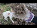 Farming Vlog #7 Nakahanap Ako ng Libreng Fertilizer