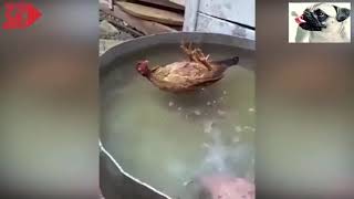 Funny Chickens Try Not To Laugh - Funniest Animals Videos 2020