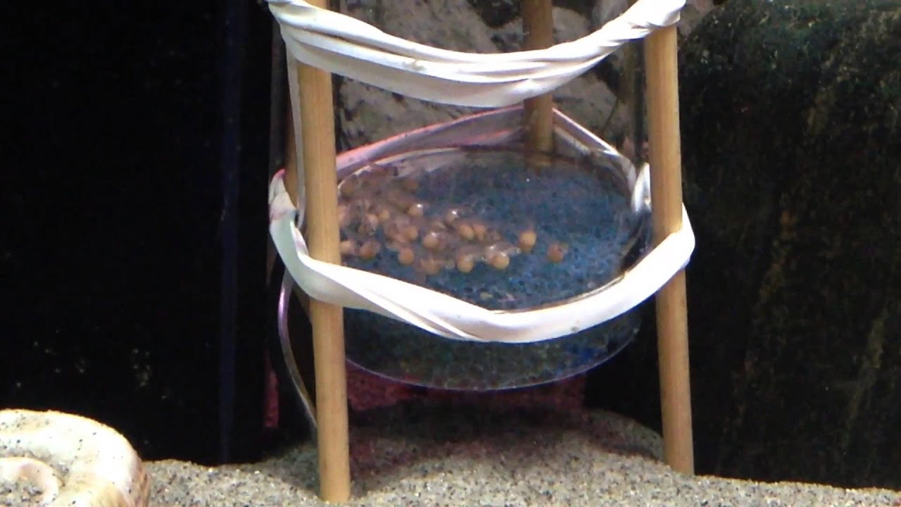 Tumbler eggs fai da te 3 YouTube