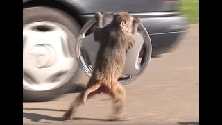 Era Ojdanic - Saloma, Boginjo Ljubavi