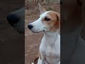 Lol Unstoppable Simba Pets Relatable Viral Fyp Viral Shorts Foryou Youtubeshorts