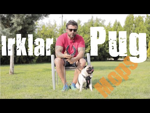 Köpek Irkları - Pug (mops)