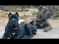 Cane corso dog protecting his owner