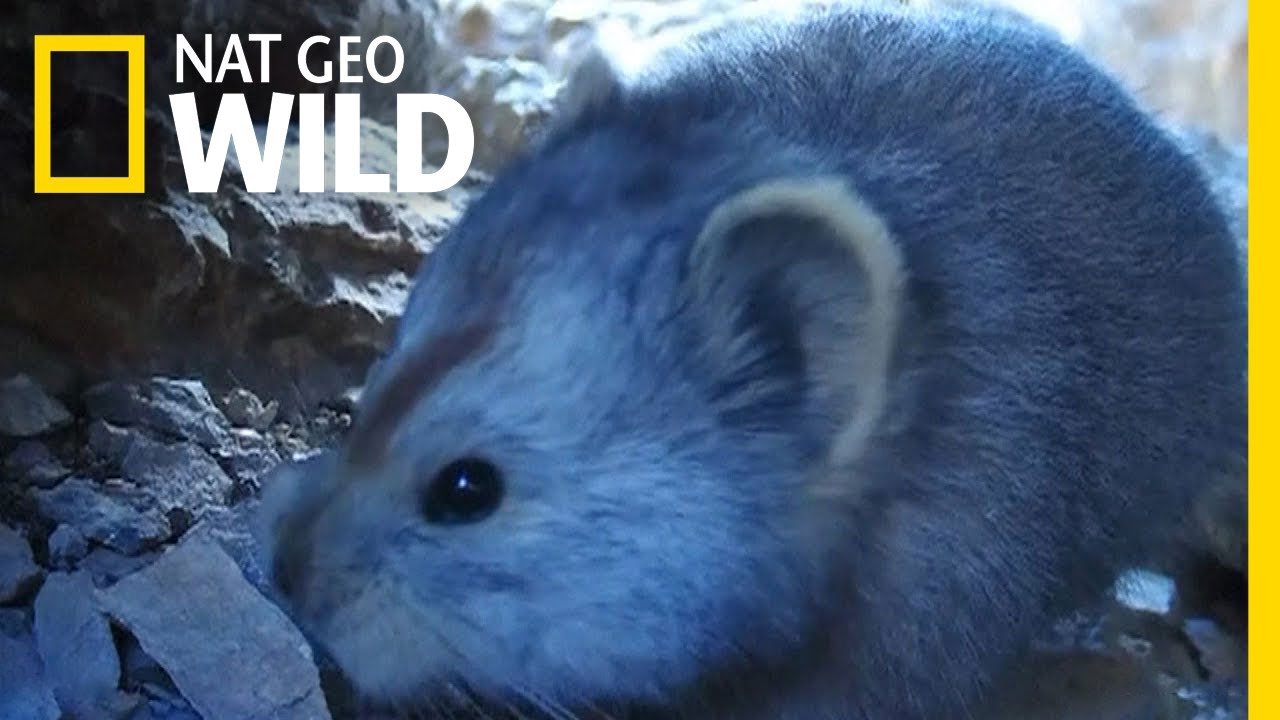 See Extremely Rare Video of Teddy BearLike Mammal Nat Geo Wild YouTube