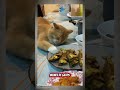 #parati #humor #cat