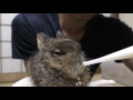 野うさぎ赤ちゃん