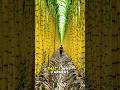 This Sugarcane Farm in China Is on Another Level!