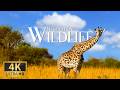 Wildlife Relaxation Film 8K 🌍 Earth's Most Beautiful Animals with Soothing Nature Piano Sounds