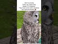 Owls Have Crazy Head Game😩#dogs #cat #adorably #cuteanimals #adorable #cute #adoreble #animal #funny