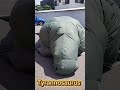 Dinosaur shooting game event production / Tyrannosaurus Inflatable / 恐竜シューティング ティラノサウルス #Dinosaur