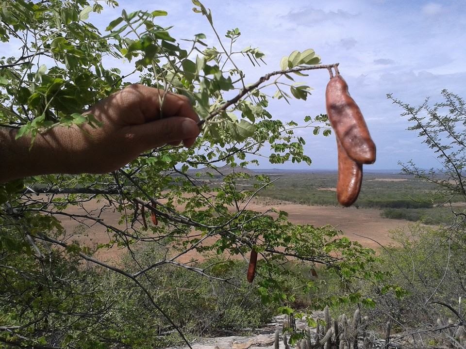 CAATINGA MEDICINAL - JUCÁ - 01