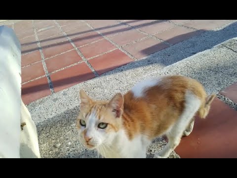This cute cat doesn't like my friend
