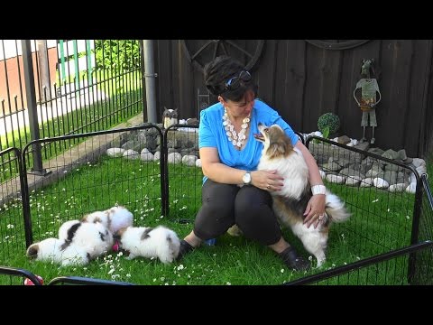 Video: Reduzieren Sie das Floh- und Zeckenrisiko Ihres Haustieres im Sommer