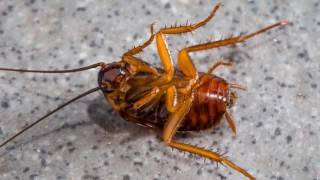 Roach Control | Cockeysville, MD – Atlas Exterminator