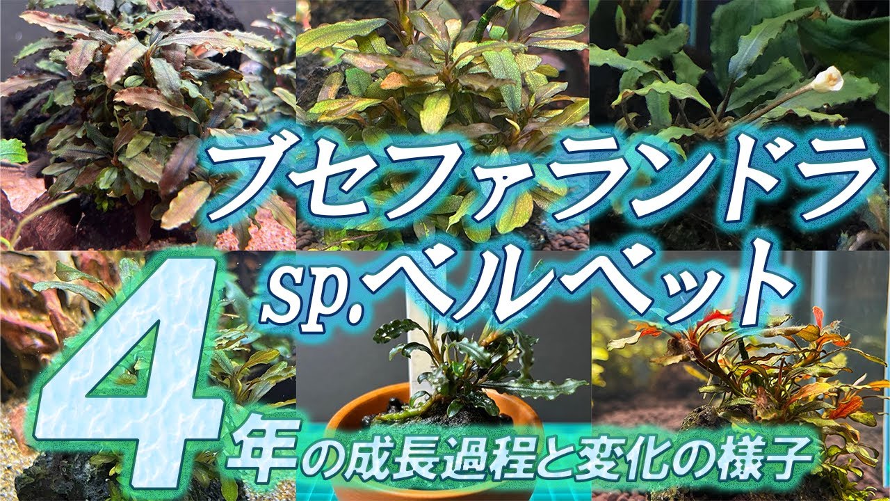 The growth and changes of Bucephalandra sp. Velvet in 4 years