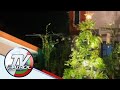 TINGNAN: Christmas tree na gawa sa 50 halaman | TV Patrol