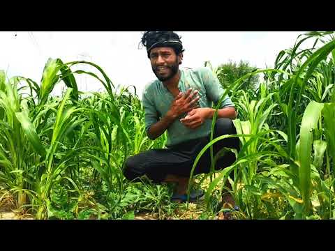 chori / apgothwal comedy #comedy #rajasthanicomedy