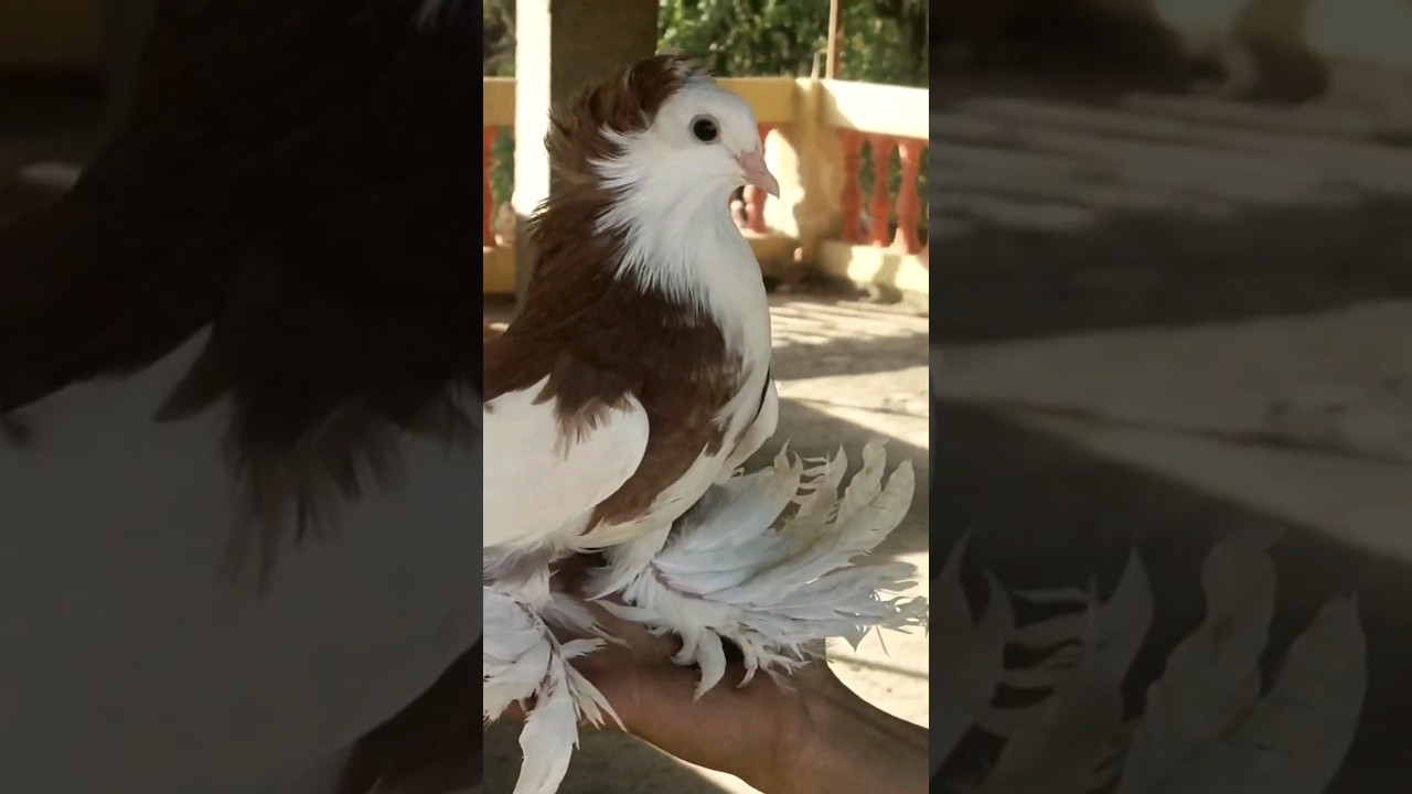 Mumbai pigeon farm fancy pigeon loft