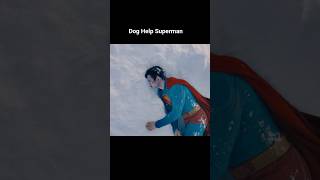 A Loyal Dog Helps Superman #Shorts #dog #superman #help #doglove #@FilmSearchStore