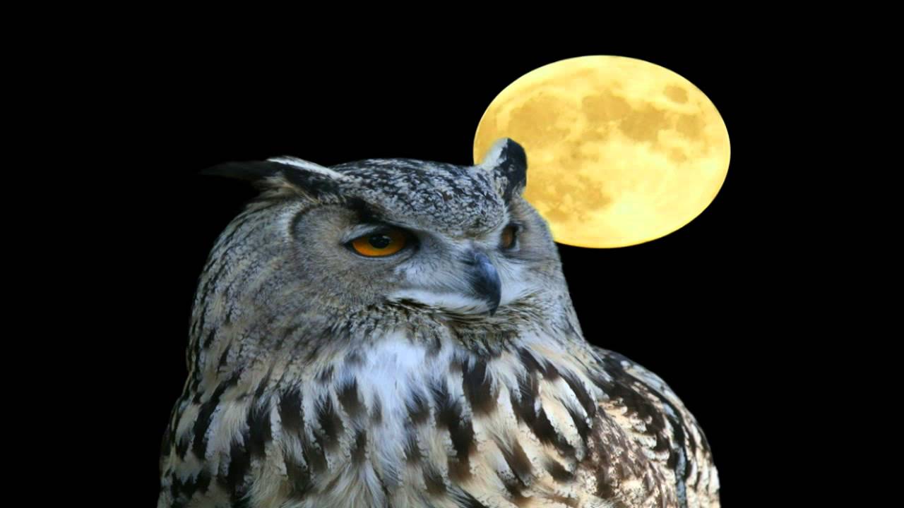 de uil zat in de olmen YouTube de uil zat in de olmen YouTube