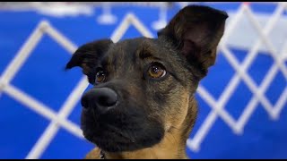 Rally Obedience Nationals 2023