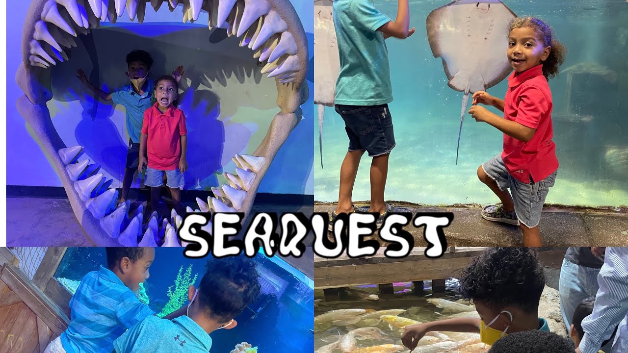 SeaQuest Fort Worth YouTube