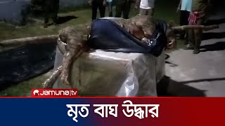 সুন্দরবনের চাদপাই রেঞ্জ থেকে অর্ধগলীত বাঘের মৃতদেহ উদ্ধার | Tiger Death | Jamuna TV