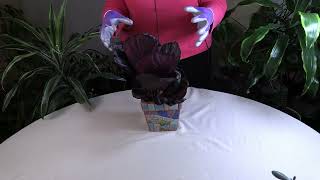 What Houseplants do at Night! You'll be surprised.