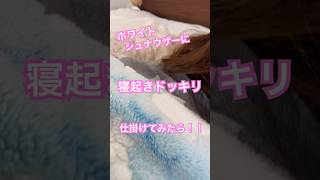 白シュナに寝起きドッキリ仕掛けてみたら? ミニチュアシュナウザー 犬のいる暮らし 白シュナ