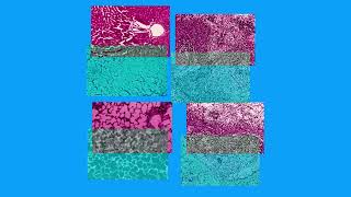 F0E68ABCC11393F7E46001267BC25C#2