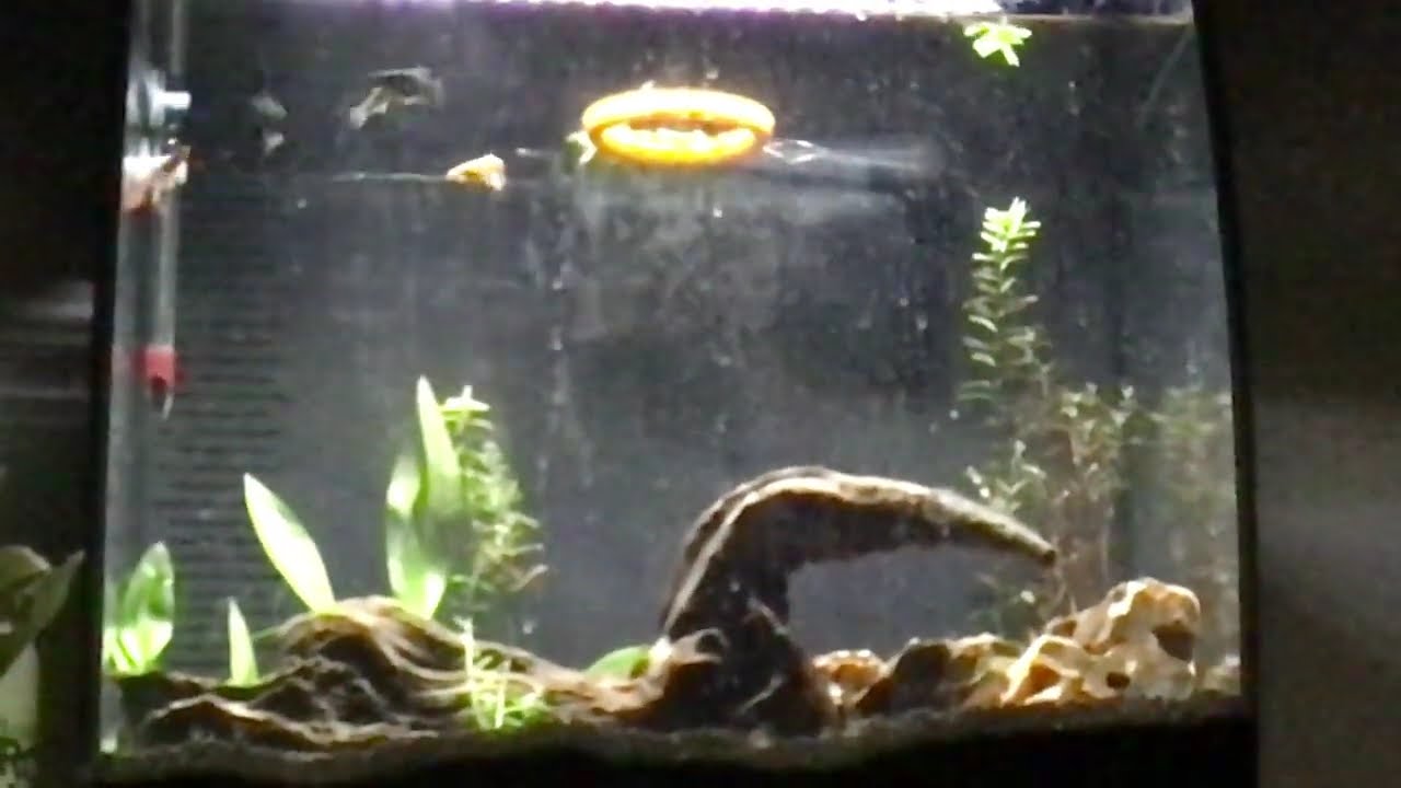 Happy New Year! Here is a video of my fish.