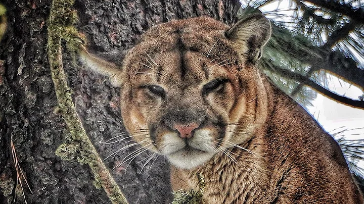 Big Mature Tom @ 20 Feet! | Mountain Lion Hunt