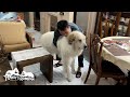 【誕生日】8歳になったアランです Great Pyrenees グレートピレニーズ