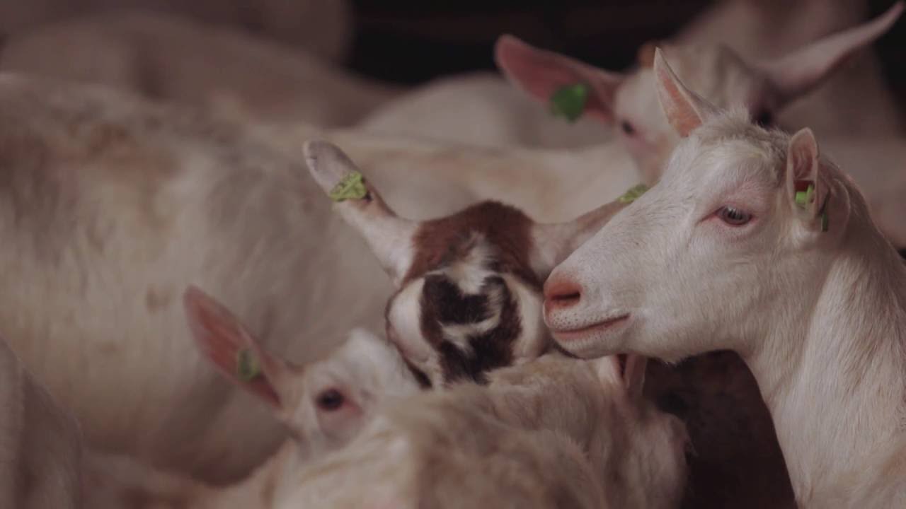 Monitoring animal health GD Animal Health YouTube