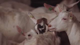 Monitoring animal health GD Animal Health