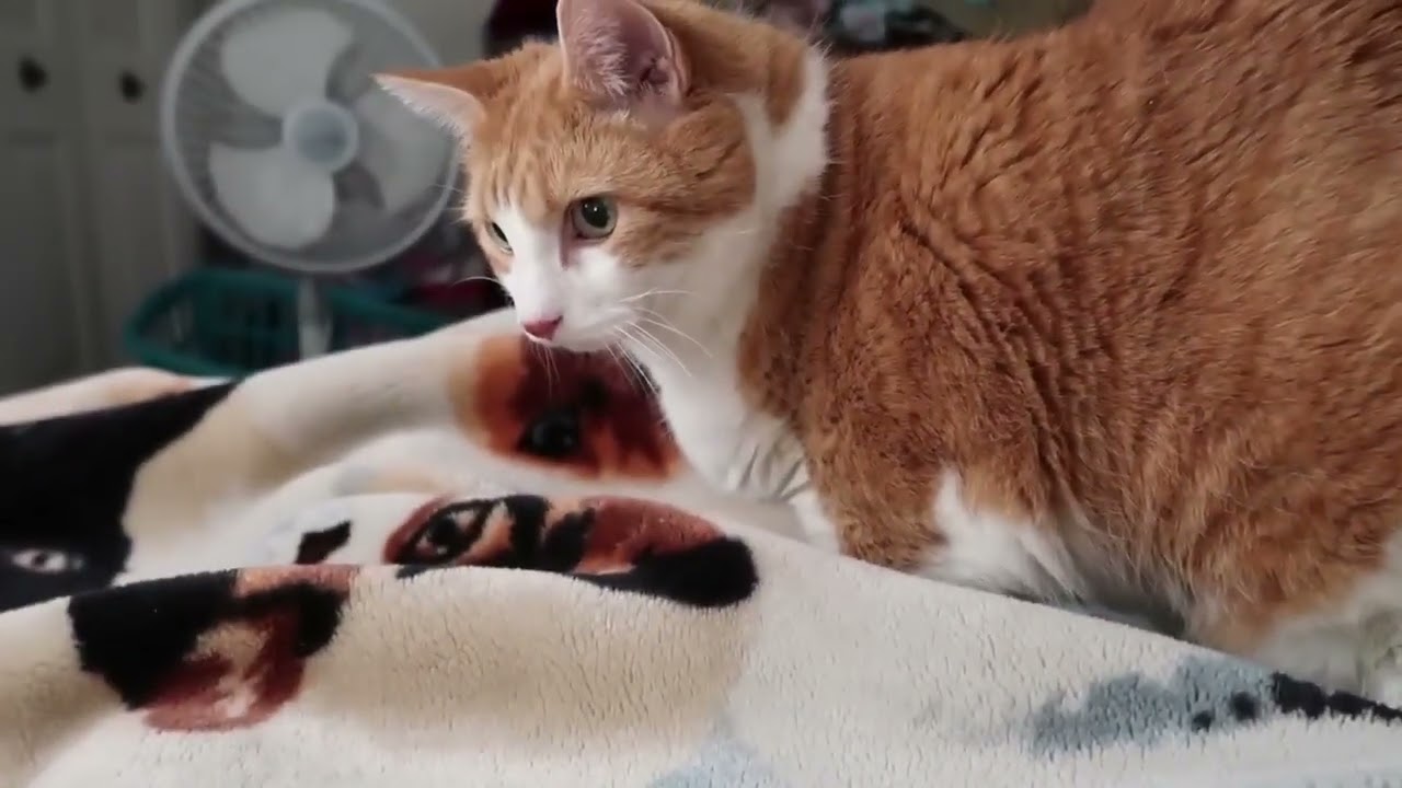 Cranky Cat Meows And Bites Me - YouTube