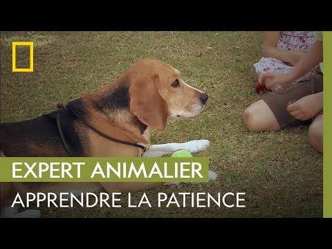 Vidéo: Un policier jette le chien de sa famille chez le vétérinaire après avoir été mordu par un serpent à sonnettes