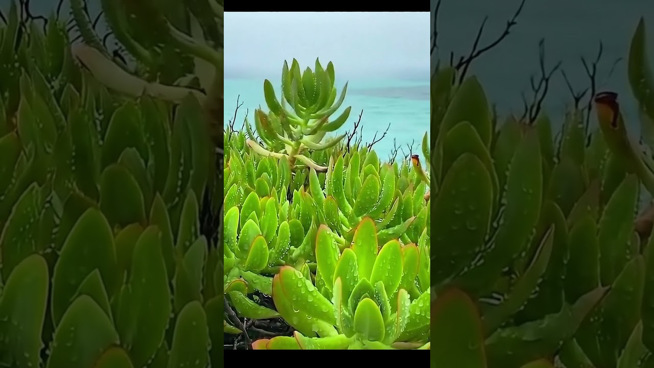 Rainy Coastal Mountain Retreat | A Serene View of the Sea 