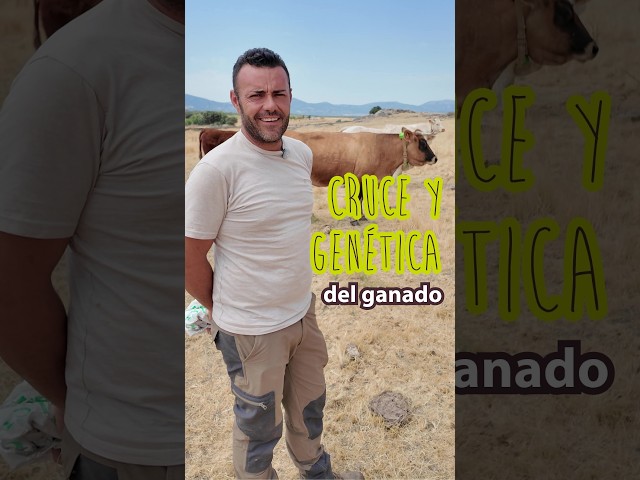 Así elegimos los mejores cruces 🐂🧬