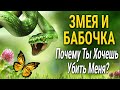 "Змея и бабочка" - Мудрая Притча о Зависти! Читает Владимир Фёдоров