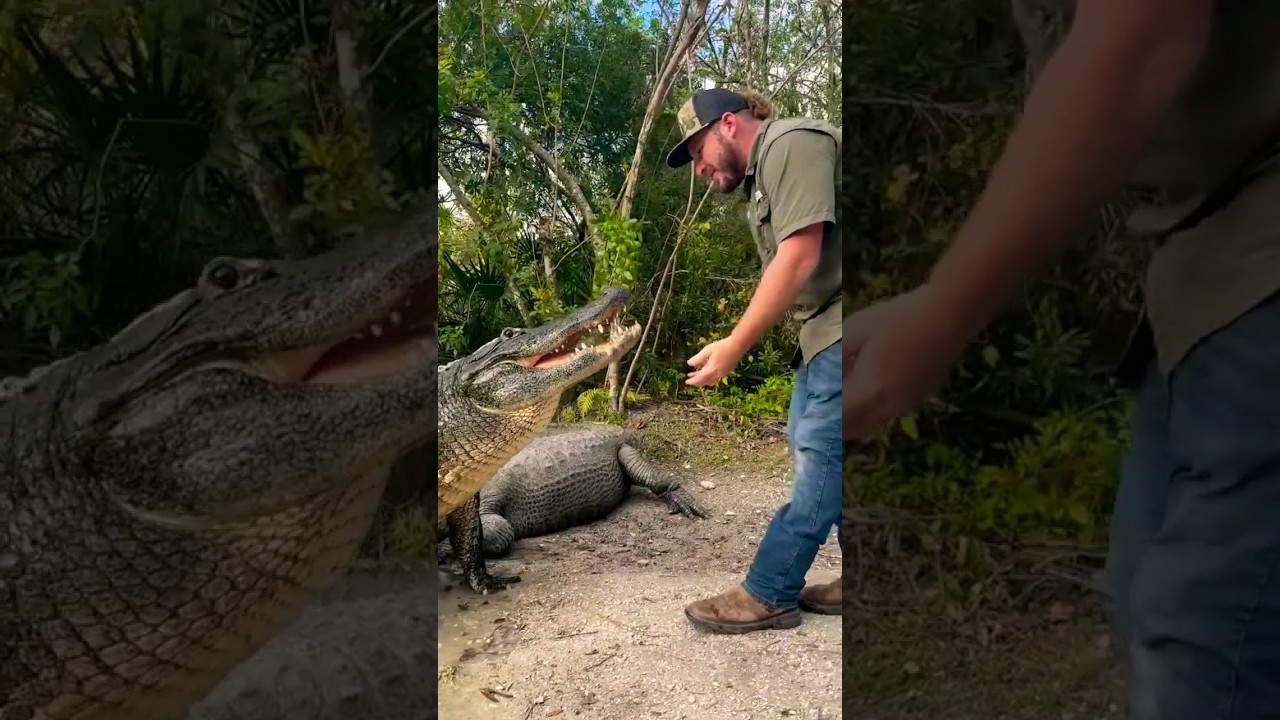 Outstanding photo shoot with alligators 