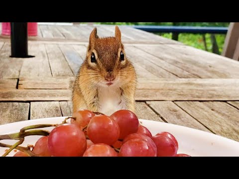 포도알 6개를 한번에 가져가는, 딸기도 광속으로 먹는 다람쥐 케리  Holding 6 Grapes, Chewing Strawberry At <strong>Speed</strong> <strong>Of</strong> <strong>Light</strong>