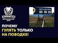 Почему лучше не гулять без поводка | Где можно отпускать собаку | Дрессировка собак Буча Ирпень