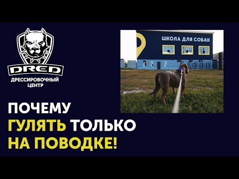 Почему лучше не гулять без поводка | Где можно отпускать собаку | Дрессировка собак Буча Ирпень