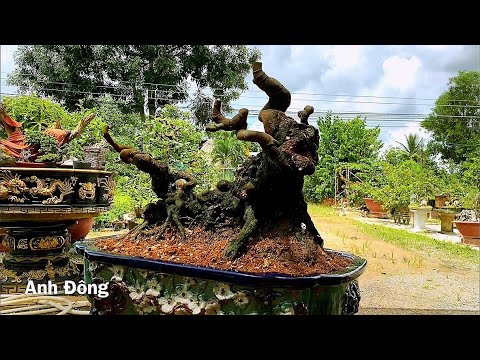 Video Lên chậu cây khế gân hình thú - youtube