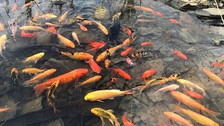 Find And Hunt Japanese KOI With Bare Hands In The Field - Great Hunting Skills #1