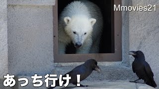 Polar Bear cub VS Crow カラスに取られた残念なリラ