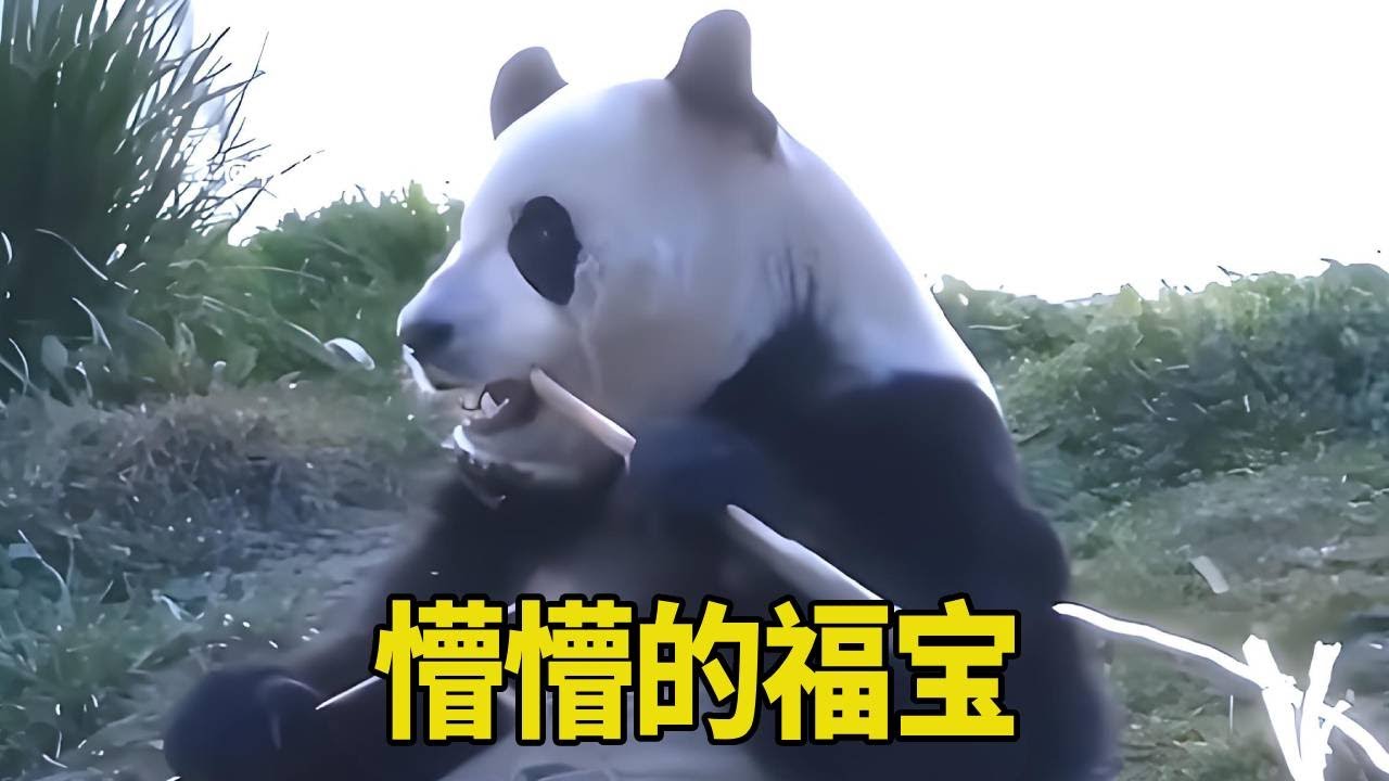 福宝邻居好奇隔壁怎么这么多人围观，竟然爬上树顶看福宝，福宝都懵了！【牧场时间】