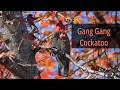 Gang Gang cockatoo.