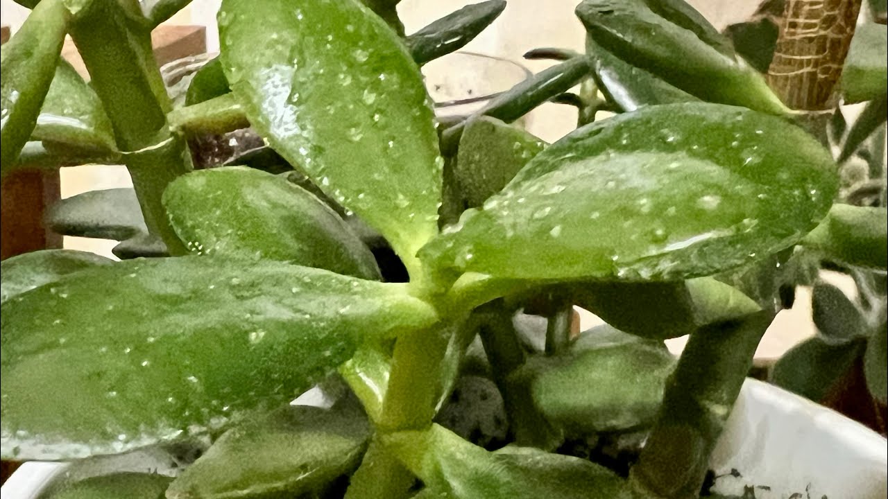#Indoor plants-how to propagate the #jade plant from leaves and cuttings
